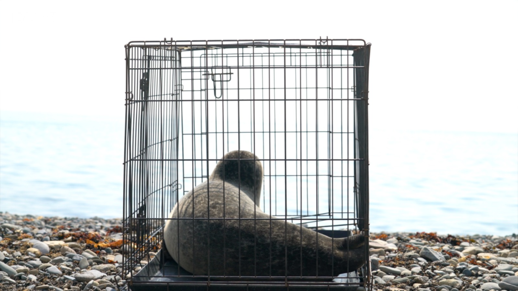 Photo of a seal on a beach in a cage, waiting to be released